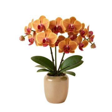 Autumn Artificial Phalaenopsis Orchids Floral Arrangement In Vase