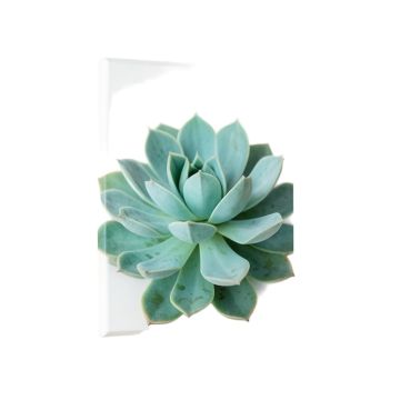 Turquoise Succulent - Wrapped Canvas Photograph Print