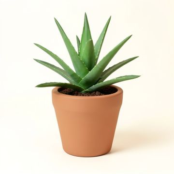 Aloe Plant In Clay Floor Planter (synthetic illustration; no displayed measurements)