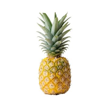 Botanical Pineapple - Print On Wrapped Canvas