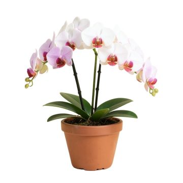 Phalaenopsis Artificial Orchids Floral Arrangement In Planter