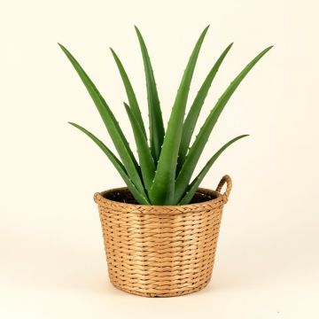 Live Aloe Vera Plant , Woven Banana Leaf Basket (synthetic illustration; no displayed measurements)