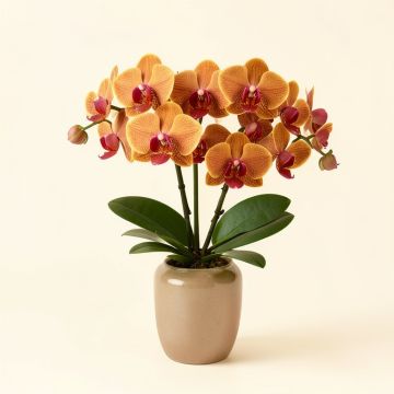 Autumn Artificial Phalaenopsis Orchids Floral Arrangement In Vase (synthetic illustration; no displayed measurements)