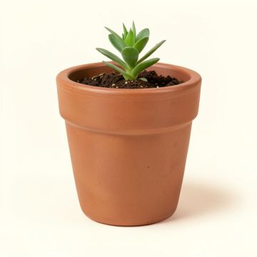 Park Lane Pot Planter (synthetic illustration; no displayed measurements)