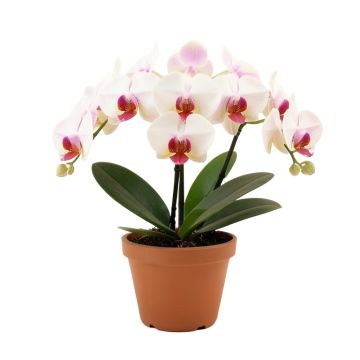 Phalaenopsis Floral Arrangement In Pot