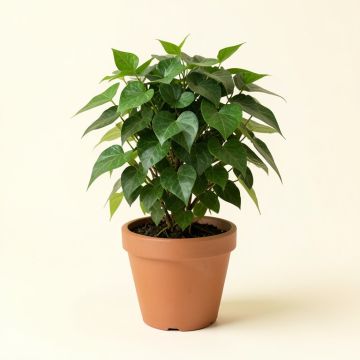 7 '' Live Ivy Plant In Pot (synthetic illustration; no displayed measurements)