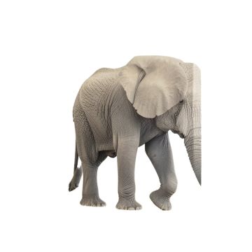 Elephant - Wrapped Canvas Print