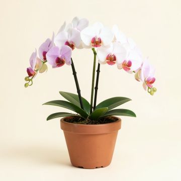 Phalaenopsis Artificial Orchids Floral Arrangement In Planter (synthetic illustration; no displayed measurements)