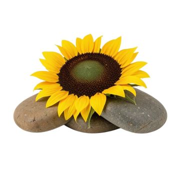 Sunflower 3 Piece Stepping Stone Set