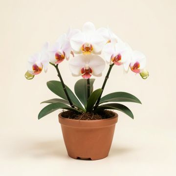 Phalaenopsis Orchid Flower Arrangements In Planter (synthetic illustration; no displayed measurements)