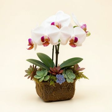 Real Touch Phalaenopsis Silk Orchid With Succulents Floral Arrangement (synthetic illustration; no displayed measurements)