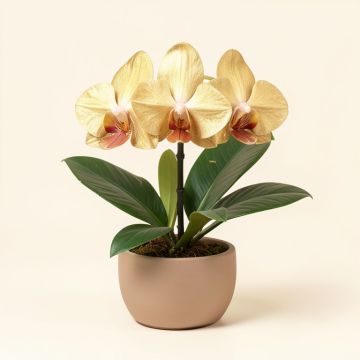 Gold Vanda Orchids With Tropical Leaf In Disk Vase (synthetic illustration; no displayed measurements)