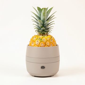 Essentials Pineapple Cilantro Diffuser (synthetic illustration; no displayed measurements)