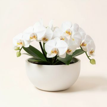 White Orchids On Monique Fiberglass Bowl (synthetic illustration; no displayed measurements)