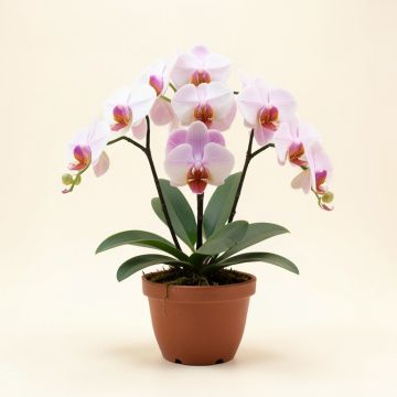 Artificial Phalaenopsis Orchids Floral Arrangements In Planter (synthetic illustration; no displayed measurements)