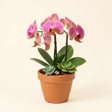 Cymbidium Orchid And Artificial Succulents Floral Arrangement In Pot (synthetic illustration; no displayed measurements)