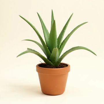 11 '' Live Aloe Plant (synthetic illustration; no displayed measurements)