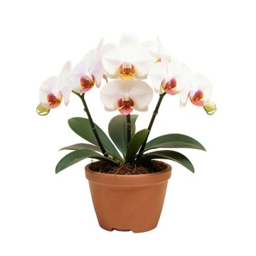 Phalaenopsis Orchid Flower Arrangements In Planter