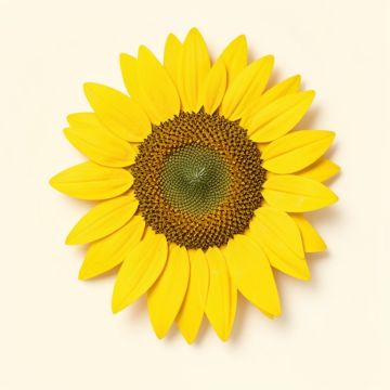 Sunflower Seeds Vintage Advertisement (synthetic illustration; no displayed measurements)