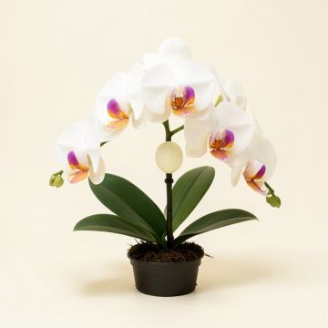 Phalaenopsis Artificial Orchid Floral Arrangement (synthetic illustration; no displayed measurements)