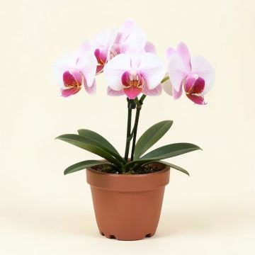 Mini Phalaenopsis Orchid Flowers In Pot (synthetic illustration; no displayed measurements)