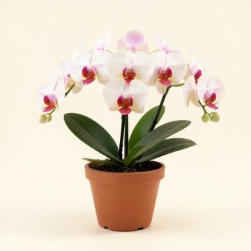 Phalaenopsis Floral Arrangement In Pot (synthetic illustration; no displayed measurements)