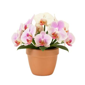 Orchids Floral Arrangements In Planter