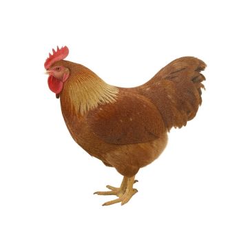 Olton Farm Fresh Rooster Comfort Anti-Fatigue Mat (synthetic illustration; no displayed measurements)