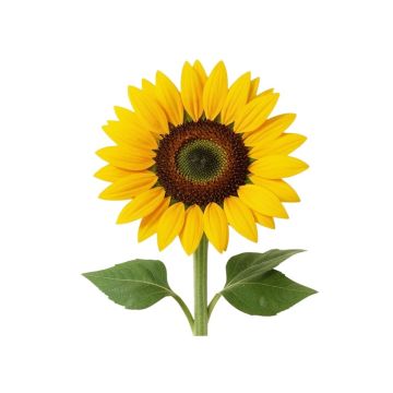 Sunflower Wall Sticker