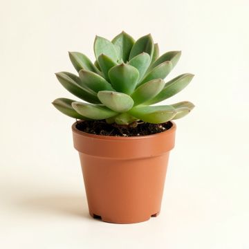 9 '' Live Succulent Plant In Pot (synthetic illustration; no displayed measurements)