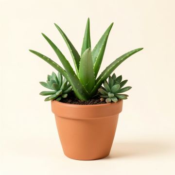 Aloe And Succulents Desktop Foliage Plant In Pot (synthetic illustration; no displayed measurements)