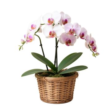 Artificial Phalaenopsis Orchid Floral Arrangements In Basket