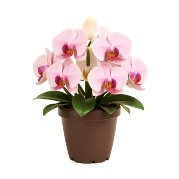 Artificial Orchid Floral Arrangement In Planter