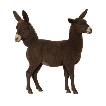 Donkey , Llama , Goat , Sheep By Eli Halpin - Print On Canvas