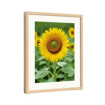 Sunflower Giclée Framed Photographic Print