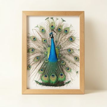 Avesbury Peacock Peafowl Check Framed Art (synthetic illustration; no displayed measurements)