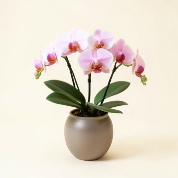 Artificial Phalaenopsis Orchids Floral Arrangement In Vase (synthetic illustration; no displayed measurements)