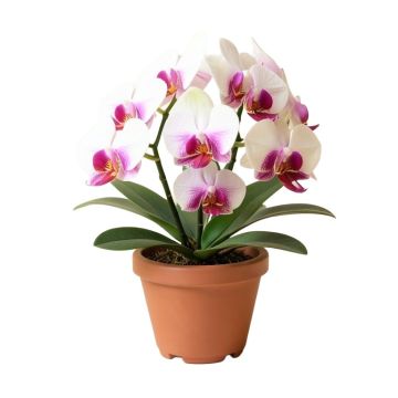 Silk Phalaenopsis Orchids Floral Arrangement In Pot