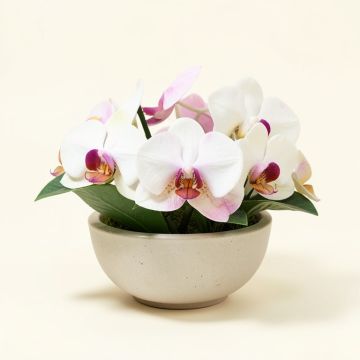 Orchids Floral Arrangement In Ceramic Dish (synthetic illustration; no displayed measurements)