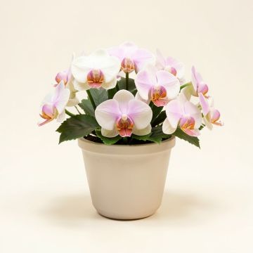 Casa Moderna Glass Plate Orchids Floral Arrangement In Planter (synthetic illustration; no displayed measurements)