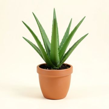 Aloe Plant In Planter (synthetic illustration; no displayed measurements)