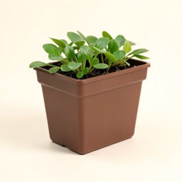 Trumble Water Hyacinth , Steel , And Plastic Window Box Planter (synthetic illustration; no displayed measurements)