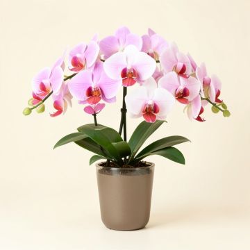 Phalaenopsis Orchids Floral Arrangements In Vase (synthetic illustration; no displayed measurements)