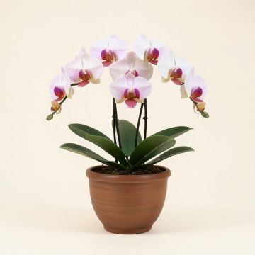 Phalaenopsis Artificial Orchids Floral Arrangement In Urn (synthetic illustration; no displayed measurements)