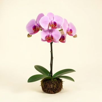 Phalaenopsis Artificial Orchids Stem (synthetic illustration; no displayed measurements)