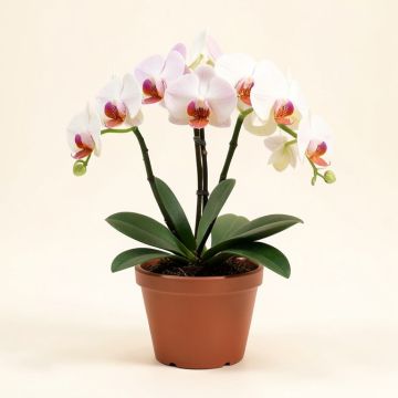 Phalaenopsis Orchids Floral Arrangement In Pot (synthetic illustration; no displayed measurements)