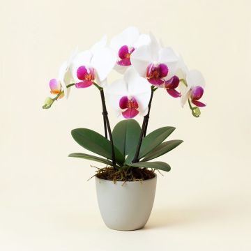 Phalaenopsis Orchid Floral Arrangement In Vase (synthetic illustration; no displayed measurements)