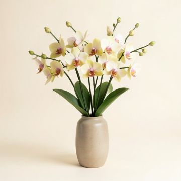 Cymbidium Floral Arrangement In Vase (synthetic illustration; no displayed measurements)