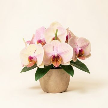 Artificial Mini Orchid Floral Arrangements (synthetic illustration; no displayed measurements)