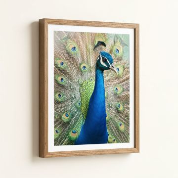 Peacock By Nic Squirrell - Print (synthetic illustration; no displayed measurements)